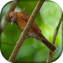 Canto da Sabiá da mata APK