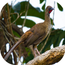 Canto de Aracuã APK