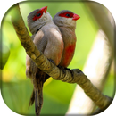 Canto de Bico de Lacre APK