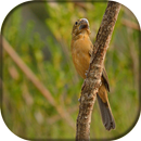 Canto de Bicudo Fêmea APK