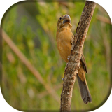Canto de Bicudo Fêmea biểu tượng