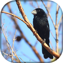 Canto de Bicudo Flauta APK