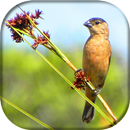 Canto de Caboclinho APK