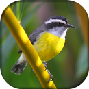 Canto de Cambacica APK