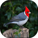 Canto de Cardeal APK