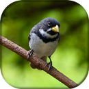 Canto de Coleiro APK