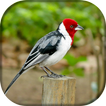 Canto de Galo de Campina