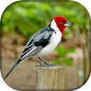 Canto de Galo de Campina APK