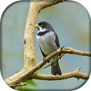 Canto de Golinha APK
