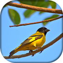 Canto de Pintassilgo APK