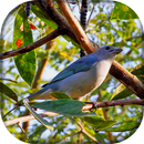 Canto de Sanhaço da Amoreira APK