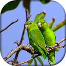 Canto de Tuim APK