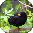 Canto do Melro Preto biểu tượng