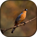 Canto do Bico de Veludo APK