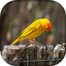 Canto do Canário da terra APK