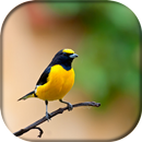Canto do Fim fim APK
