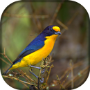 Canto do Gaturamo APK