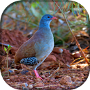 Canto do Inhambu-chororó APK