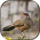 Canto do jacuaçu APK