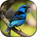 Canto do Saí Azul APK