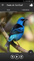 Canto do Saí Azul 포스터