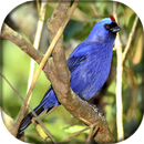 Canto do Sanhaço Frade APK