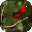 Canto do Tié sangue APK