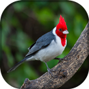 Cardeal APK