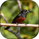 Curió Paracambi APK