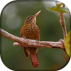 Arapaçu de Bico Branco biểu tượng