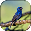 Azulão Canto Paraná