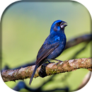 Azulão Canto Paraná APK