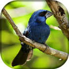 Azulão Canto Surdina biểu tượng