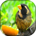 Bico Duro icon