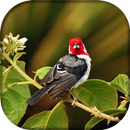 Galo de Campina Açoite APK