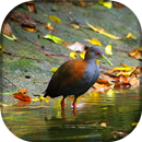 Saracura APK