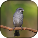 Patativa APK