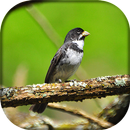 Pássaro Coleiro APK