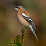 Common chaffinch sound