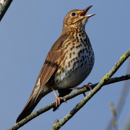 song thrush