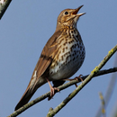 song thrush APK
