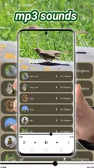 song thrush アプリダウンロード