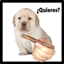 ¿Quieres? : The Game APK