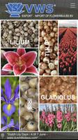 Poster Flower Bulb Pics and Info 5