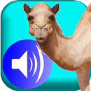 Proverbes en tamajeq audio vo2 APK