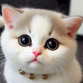 Cat Wallpaper HD