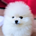 Dog Wallpaper HD