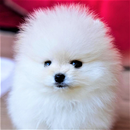 Chien Fond d'écran HD APK