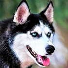 Husky Dog Wallpaper HD آئیکن