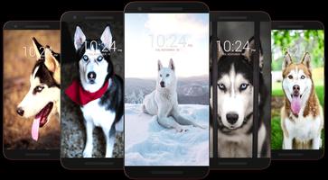 Husky Dog Wallpaper HD پوسٹر